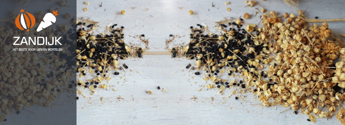 Zandijk zaaizaden